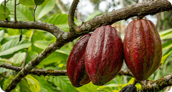 nguyên liệu cacao tinh tuyển
