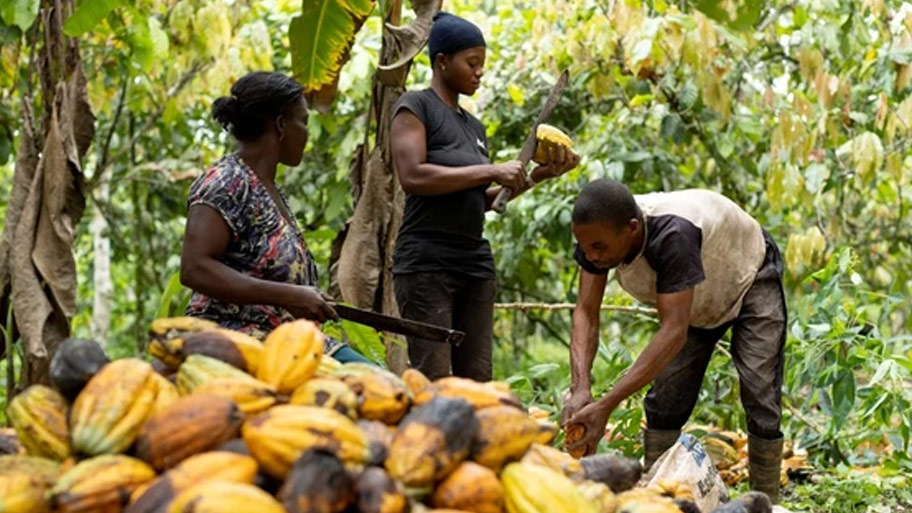 các quốc gia như Bờ Biển Ngà, Ghana...là những nước sản xuất cacao hàng đầu thế giới