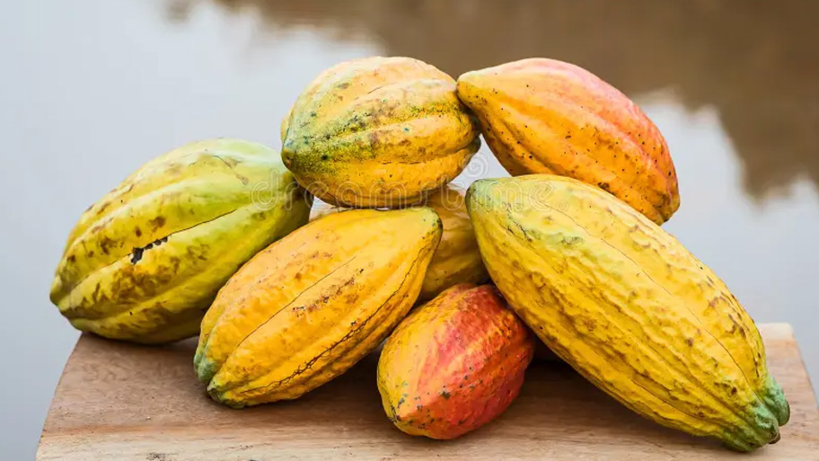 Forastero là giống cacao phổ biến nhất