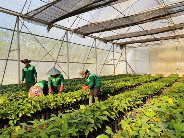 trong cacao
