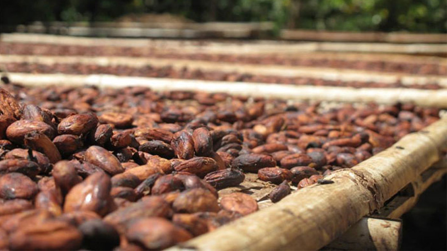Phơi khô hạt cacao là bước tiếp theo trong quy trình sản xuất socola