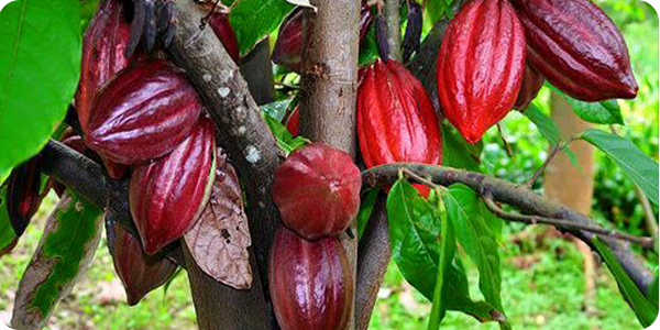 Vườn cacao